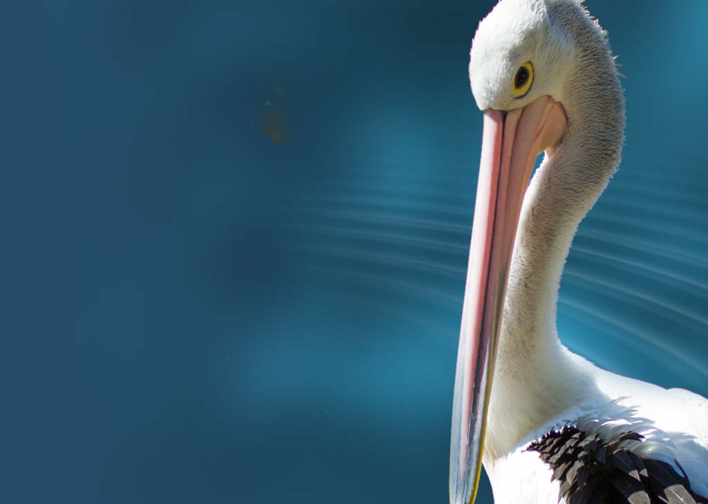 bg-pelican-eel-show-mob.jpg