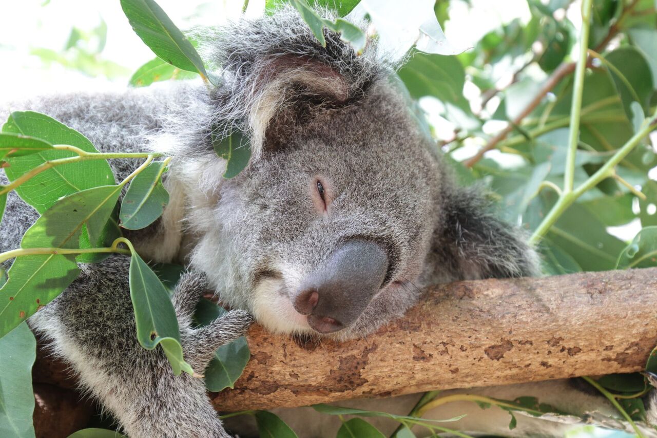 koala-sanctuary.jpeg