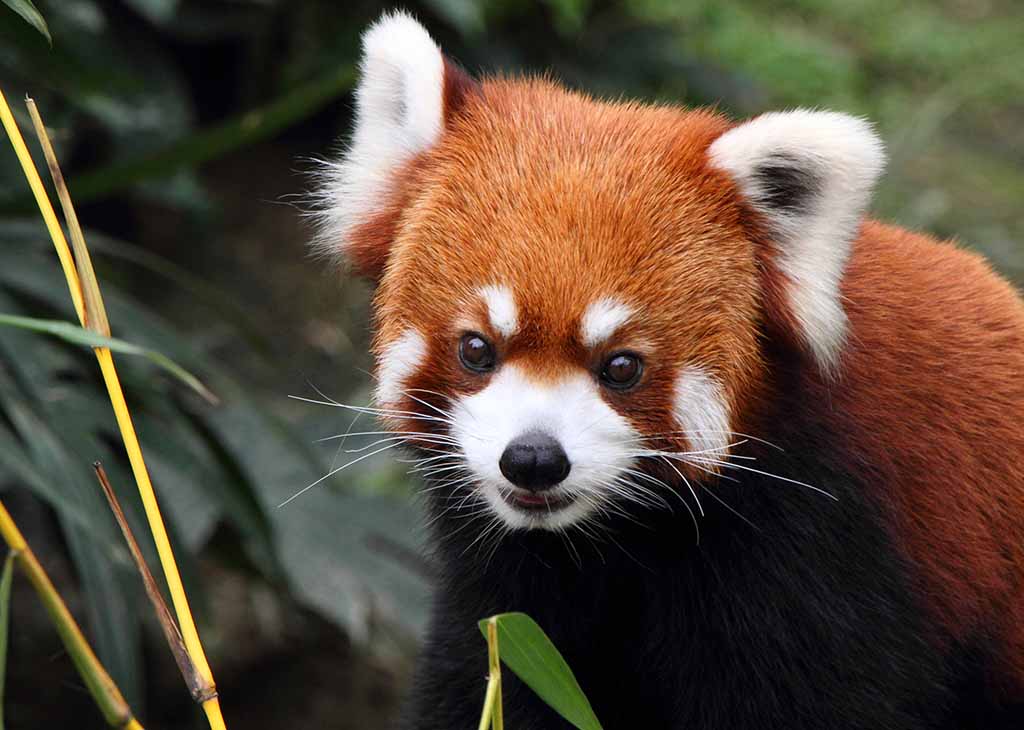 red panda 2 mobile 1024x730.jpg