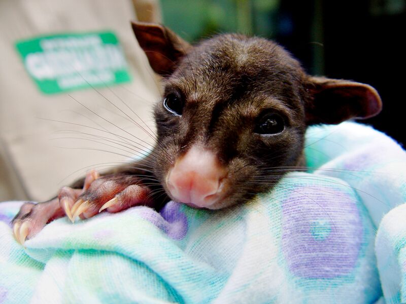 Unique wild rescue Koala 'Bear' – will now call Currumbin Wildlife