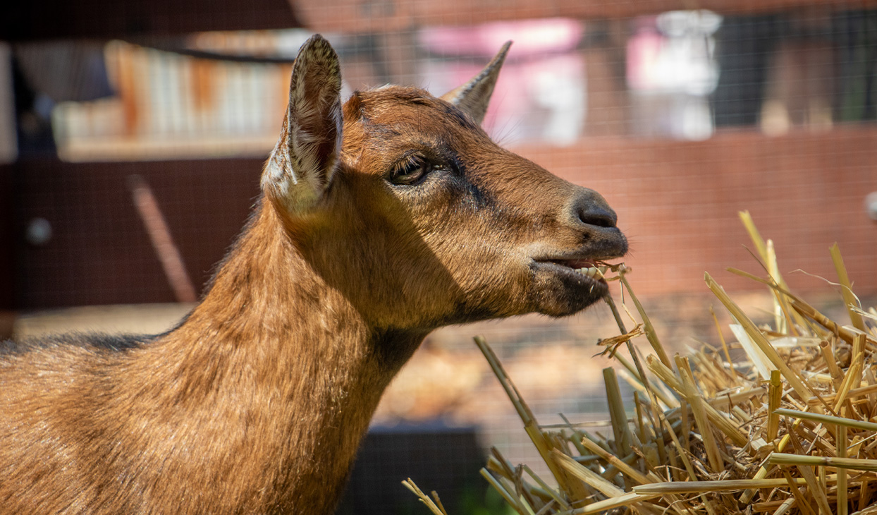 GOAT_ENCOUNTER_1244x730_2.jpg