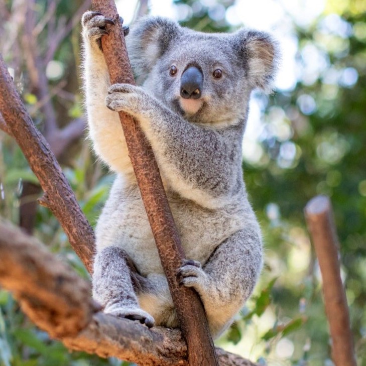 Koala_in_tree_Thumbnail.jpg