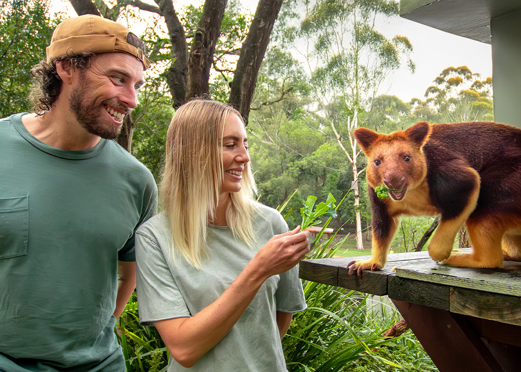 TREE_KANGAROO_1_1024x730.jpg