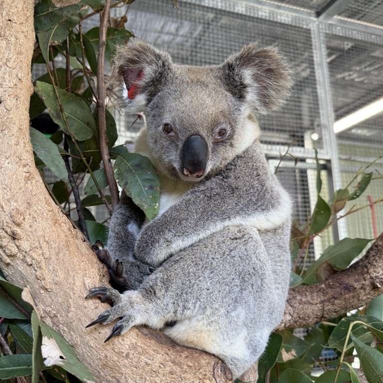 Michelle_Fighter_the_Koala_patient_sitting_on_tree_in_Koala_rehabilitation.jpg
