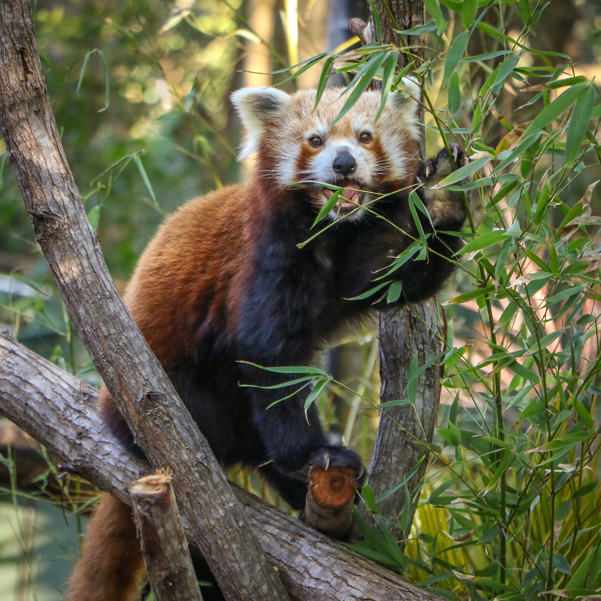 Red_Panda_Eat.jpg