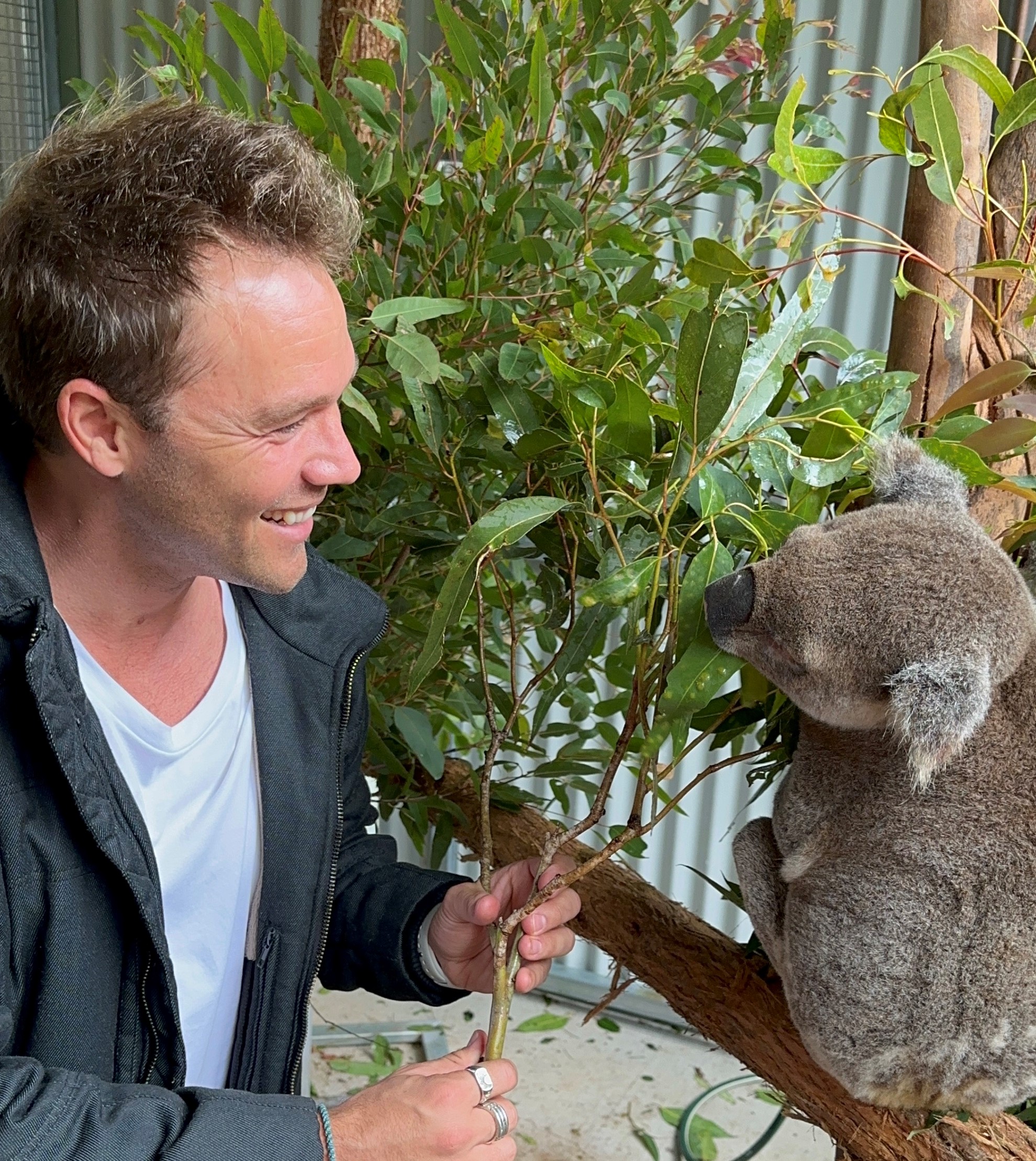 Unique wild rescue Koala 'Bear' – will now call Currumbin Wildlife