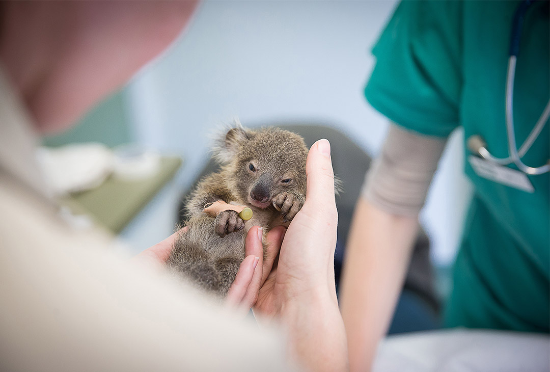 National Koala Month