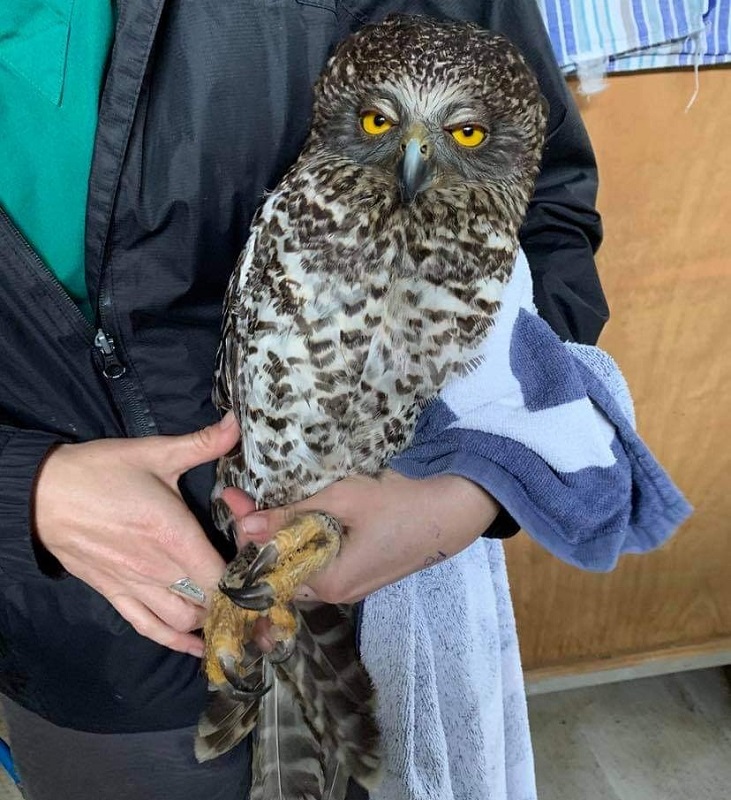 Powerful Owl.jpg