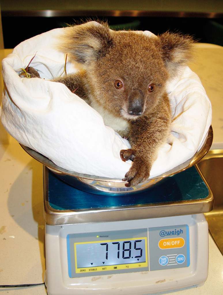 Unique wild rescue Koala 'Bear' – will now call Currumbin Wildlife