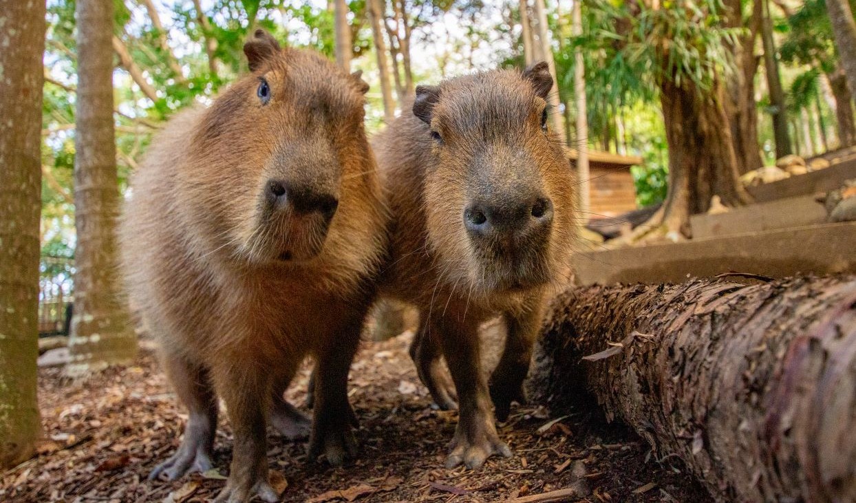 Capybaras_Desktop.jpg