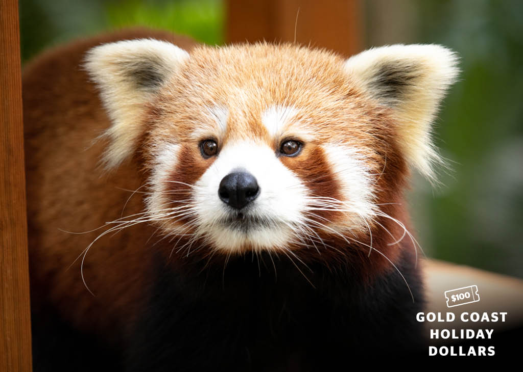 GC_Holiday_Dollars_LV_Red_Panda_Desktop.jpg