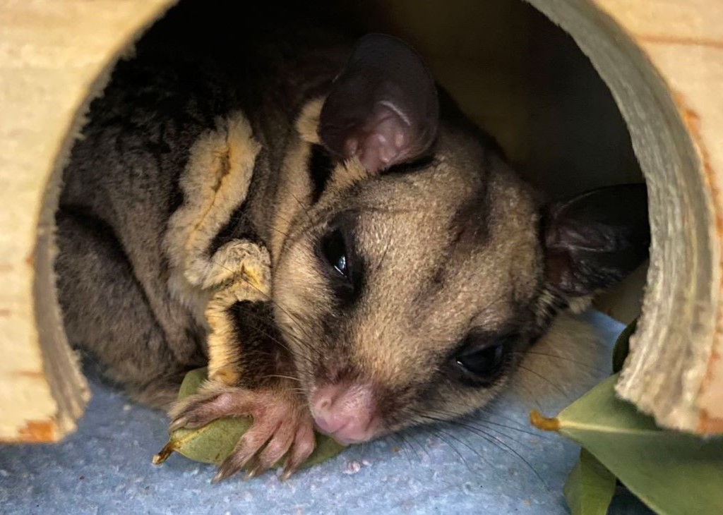 Sugar_Glider_patient_at_Currumbin_Wildlife_Hospital_Mobile.jpg