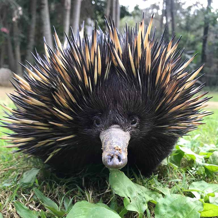 echidna_thumbnail.jpg