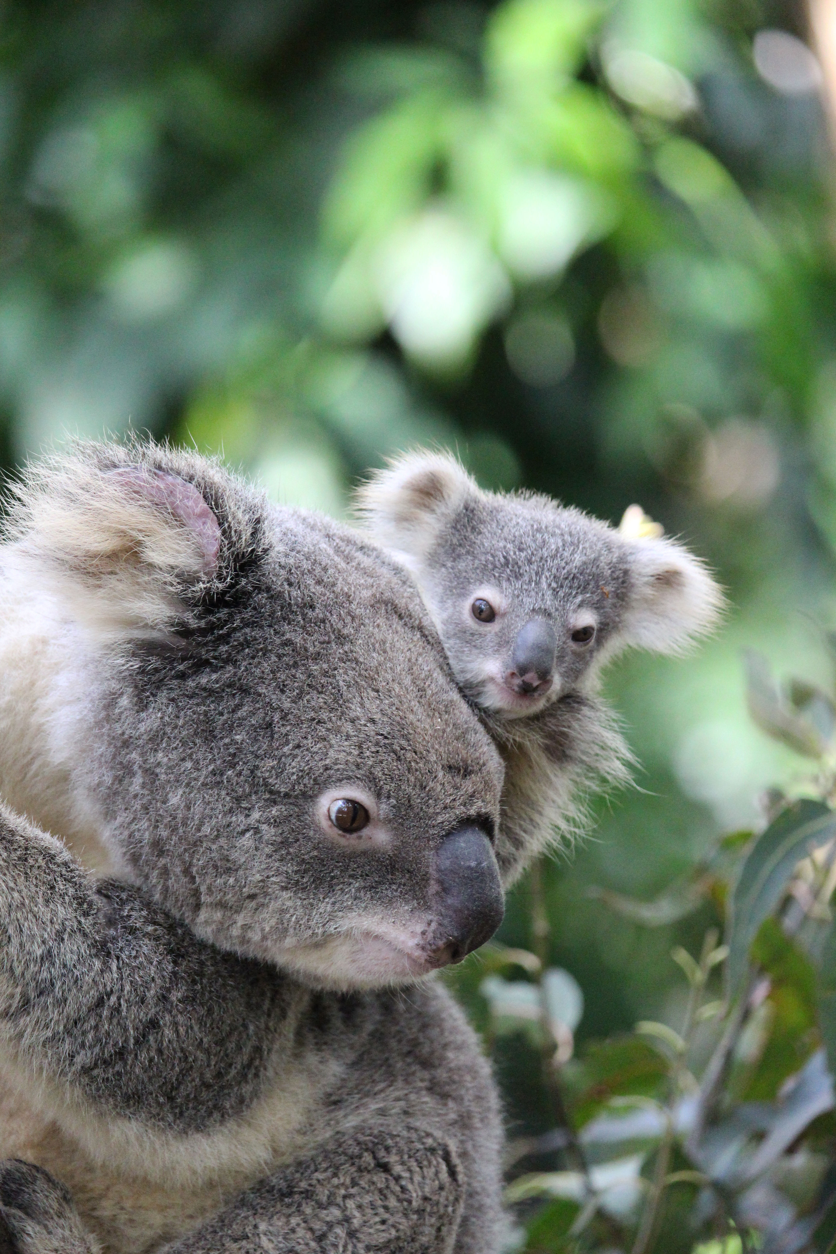 Unique wild rescue Koala 'Bear' – will now call Currumbin Wildlife
