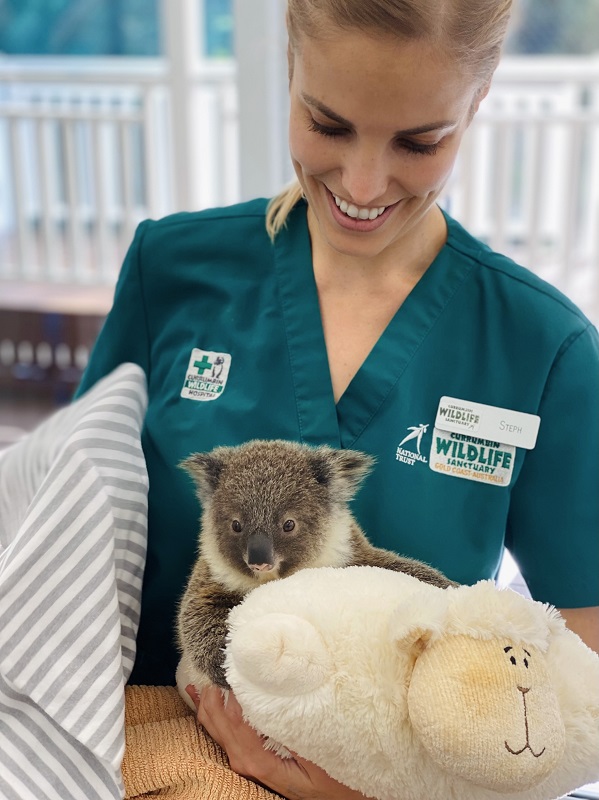 Unique wild rescue Koala 'Bear' – will now call Currumbin Wildlife