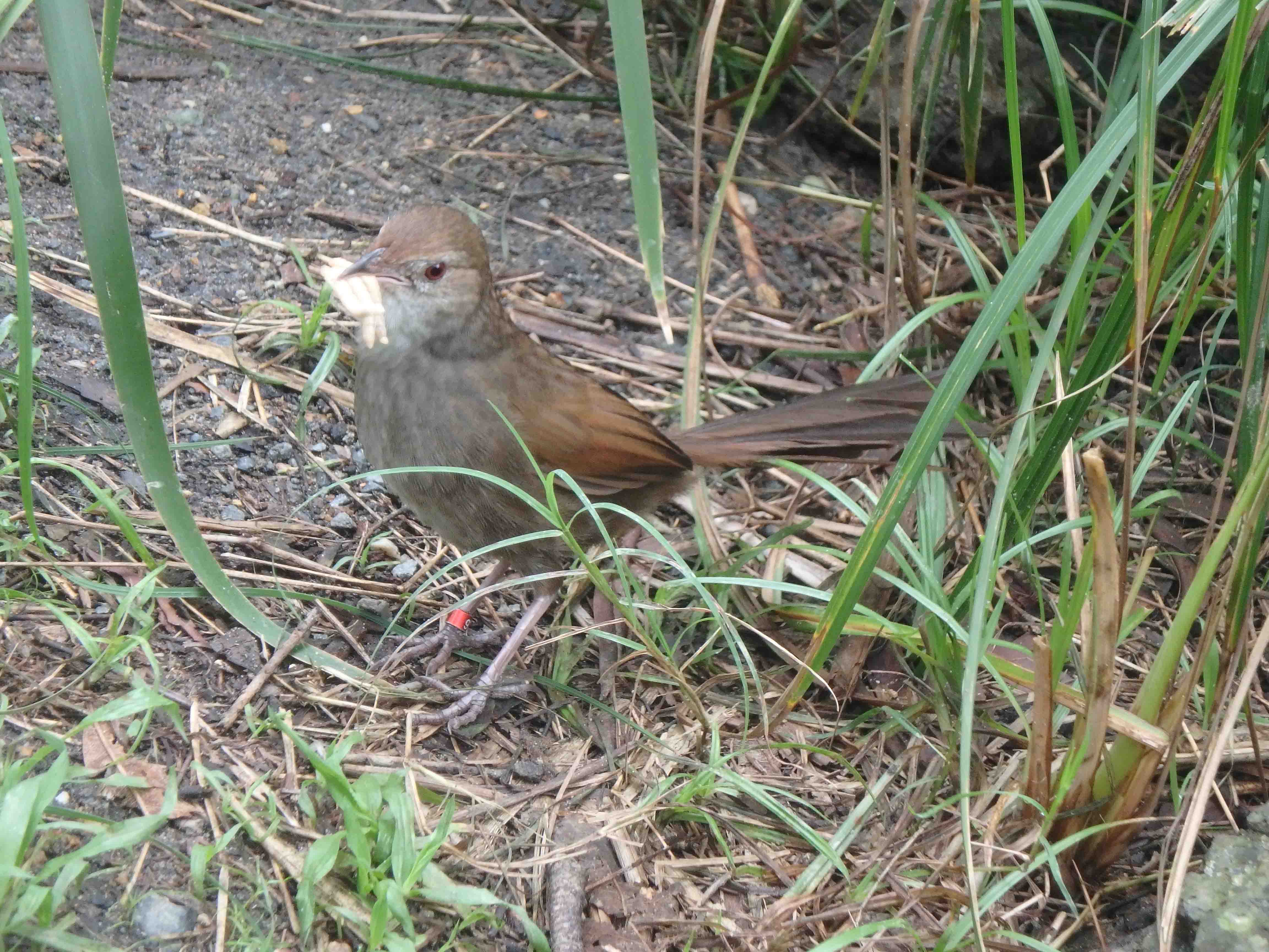 Eastern Bristlebird male nsamed snitch.jpg