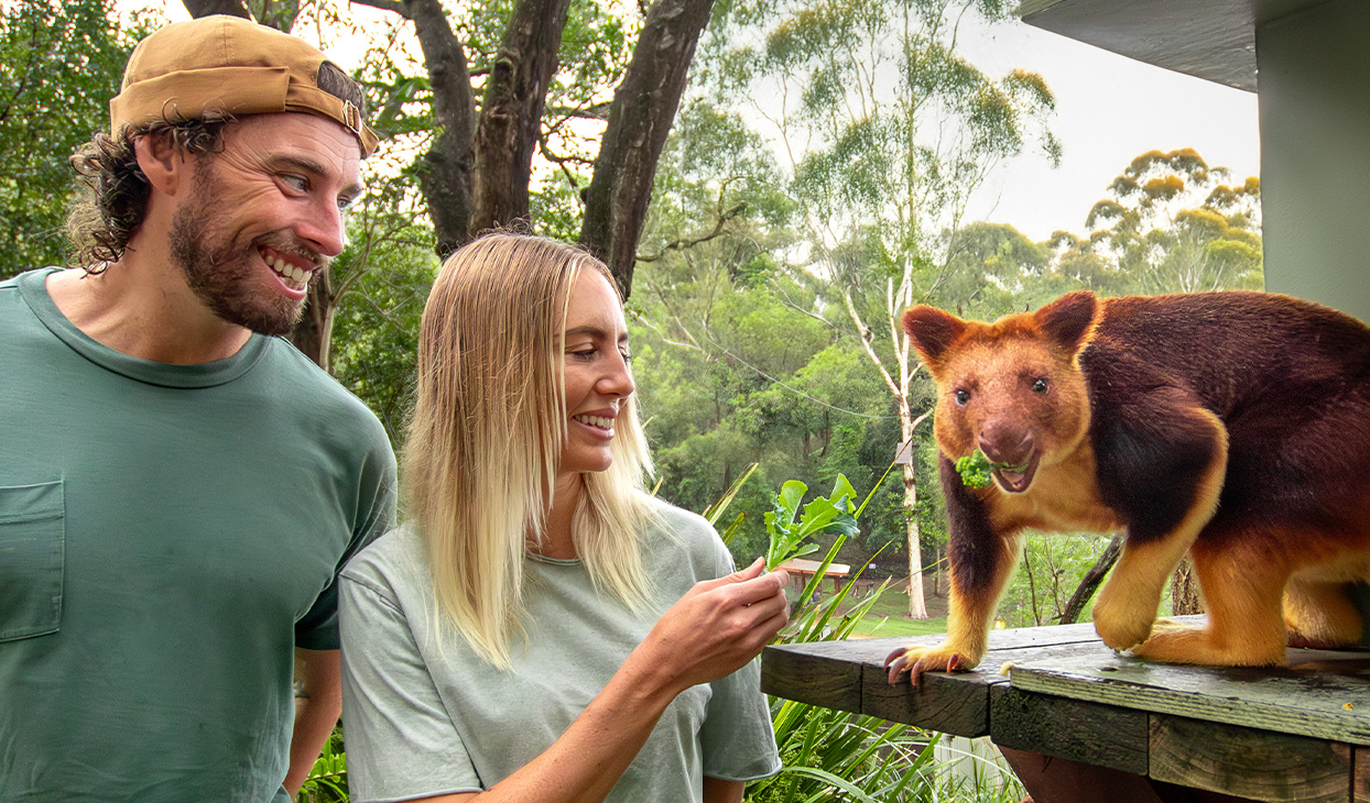 TREE_KANGAROO_1_1244x730.jpg