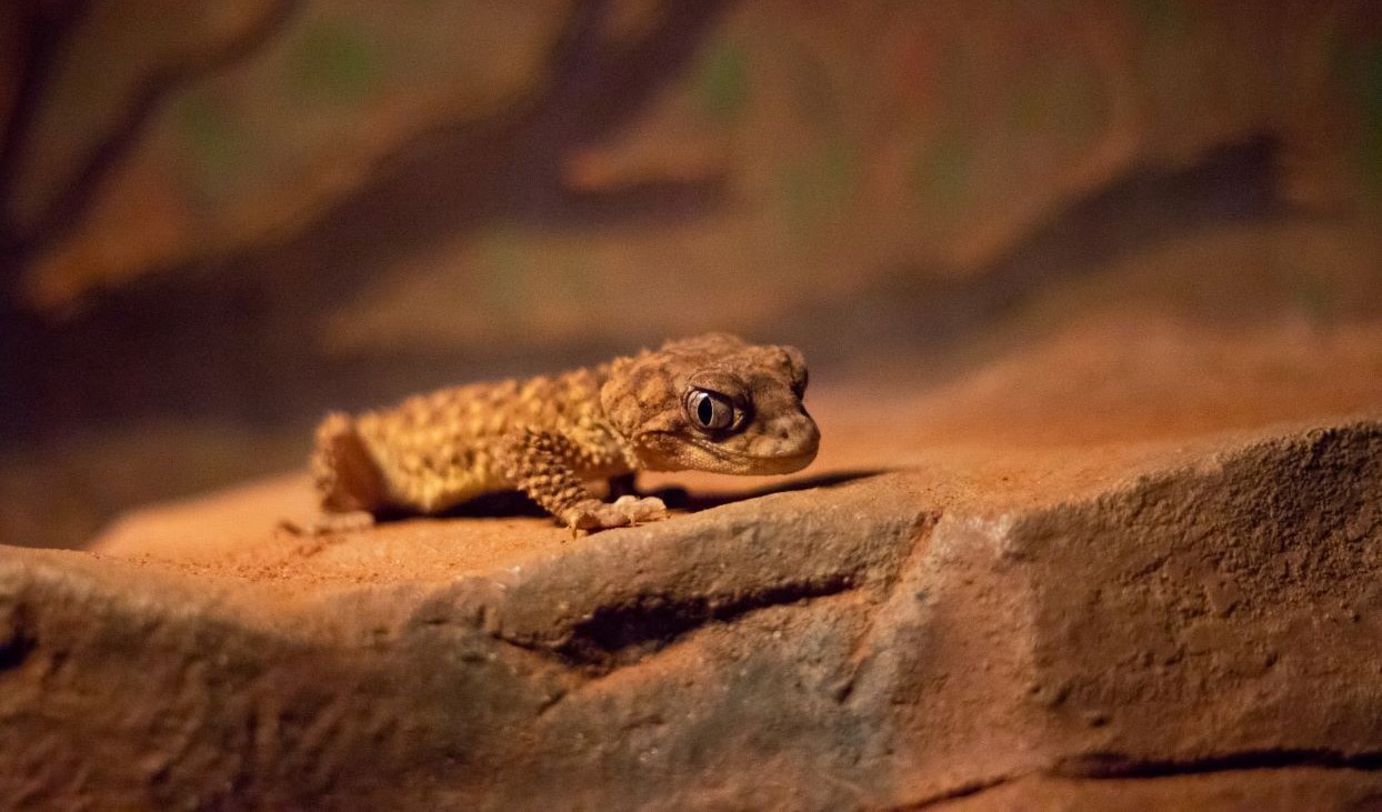 Centralian_Rough_Knob-tailed_Gecko_-_Desktpo.jpg