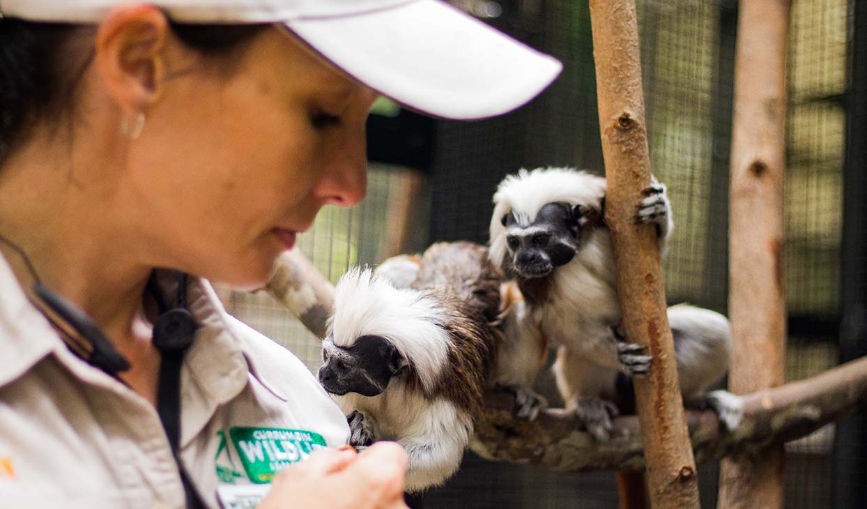 Cotton Top Tamarin Encounter Twins.jpg