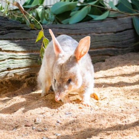 Bilby_Thumbnail.jpg