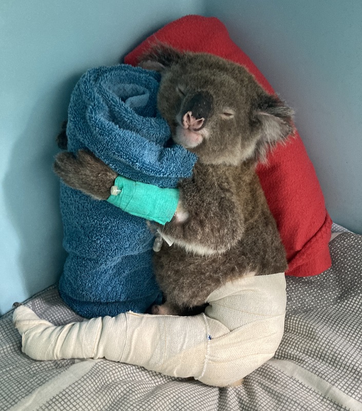 Koala Trauma Season  Currumbin Wildlife Hospital