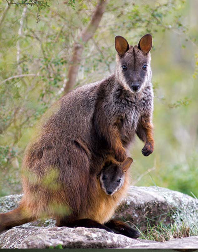 Rock Wallaby conservation index.jpg