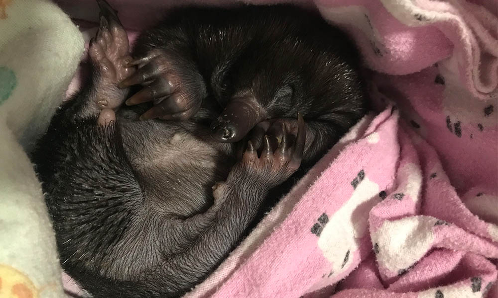 cute echidna puggle