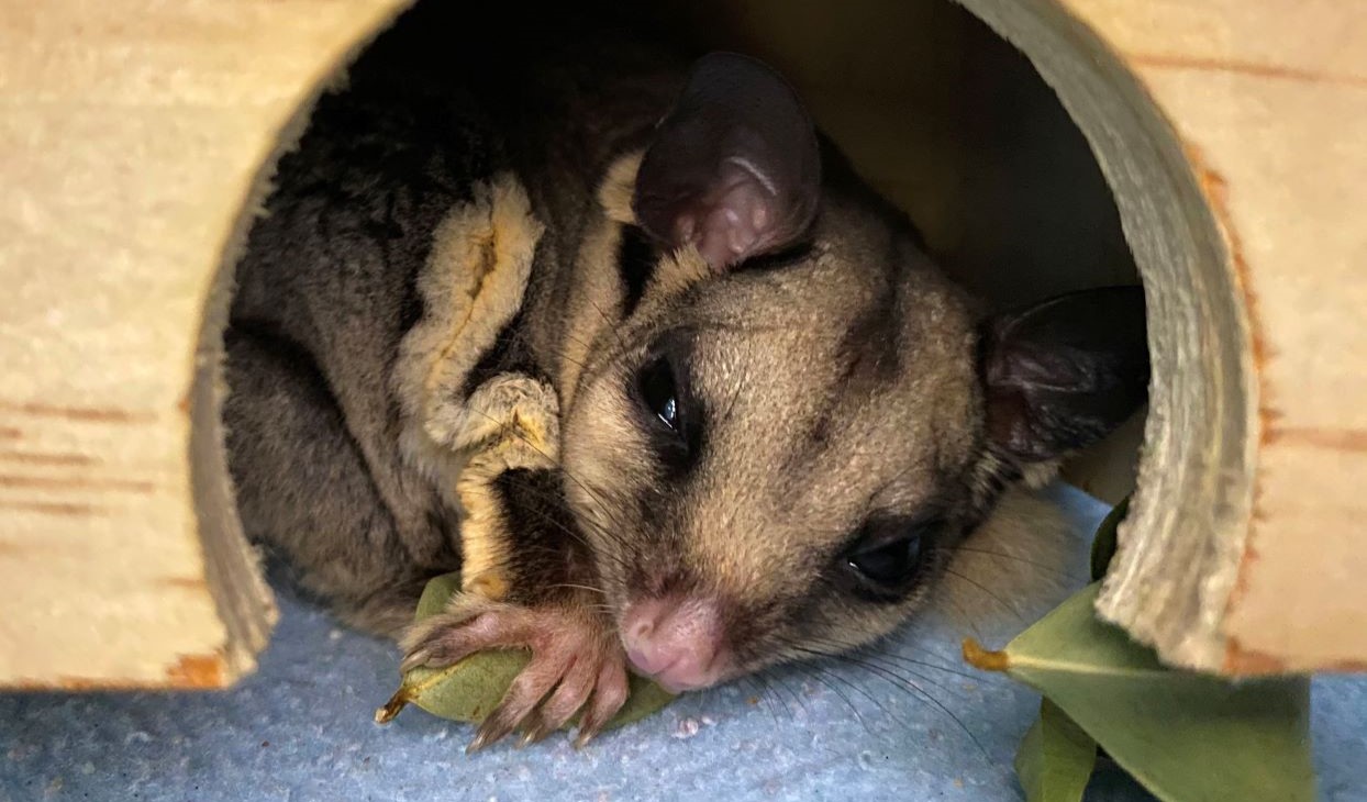 Sugar_Glider_patient_at_Currumbin_Wildlife_Hospital_Desktop.jpg