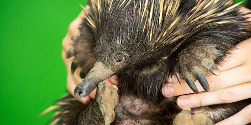 echidna egg hatching