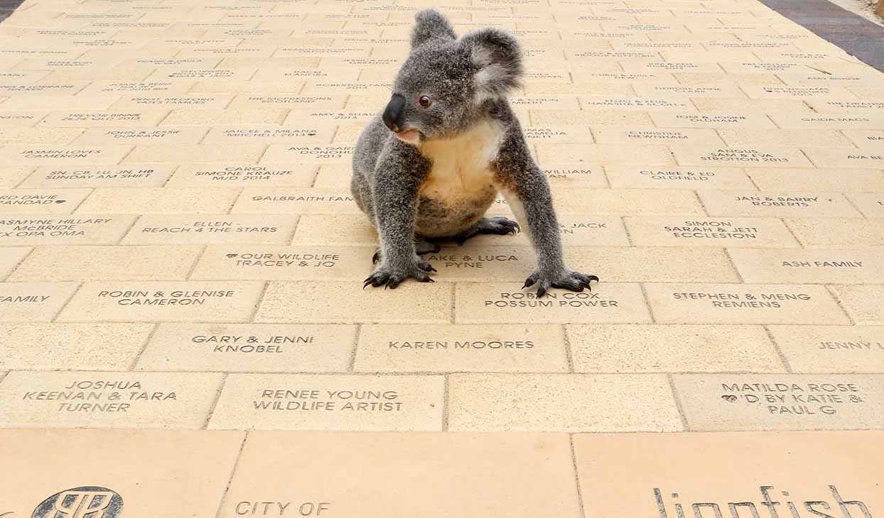 koala paver 1244x730.jpg