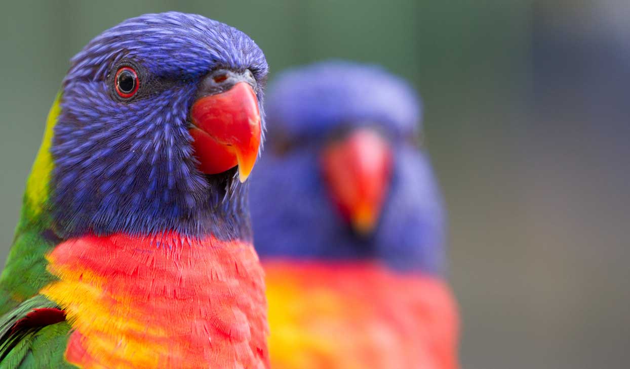 lorikeet.jpg