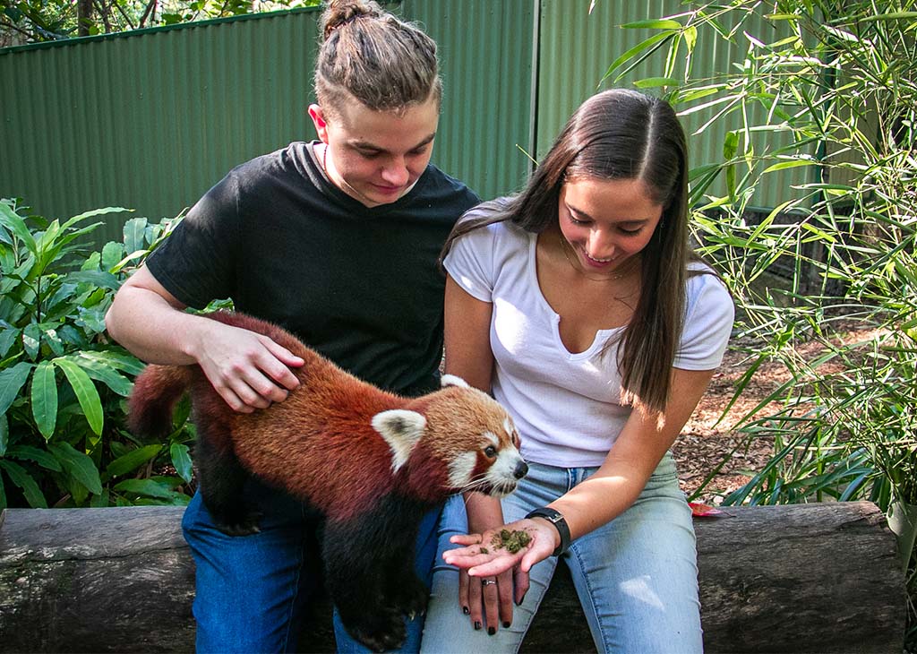 Red Panda Encounter | Currumbin Wildlife Sanctuary