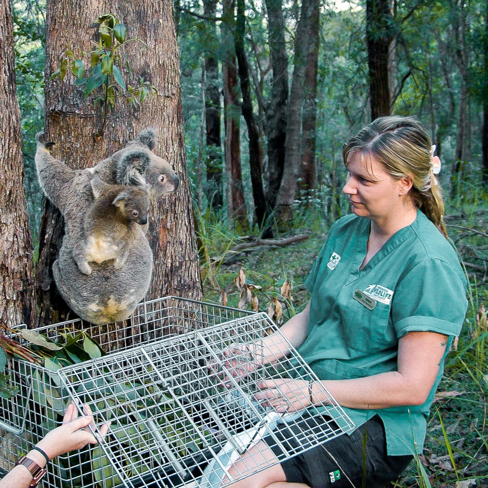 Renee_and_Koalas_during_release.jpg