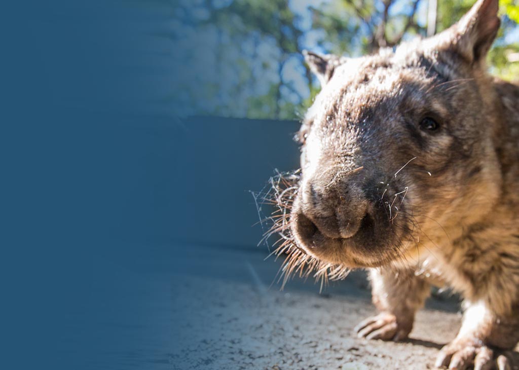 wombat-walk-mob.jpg