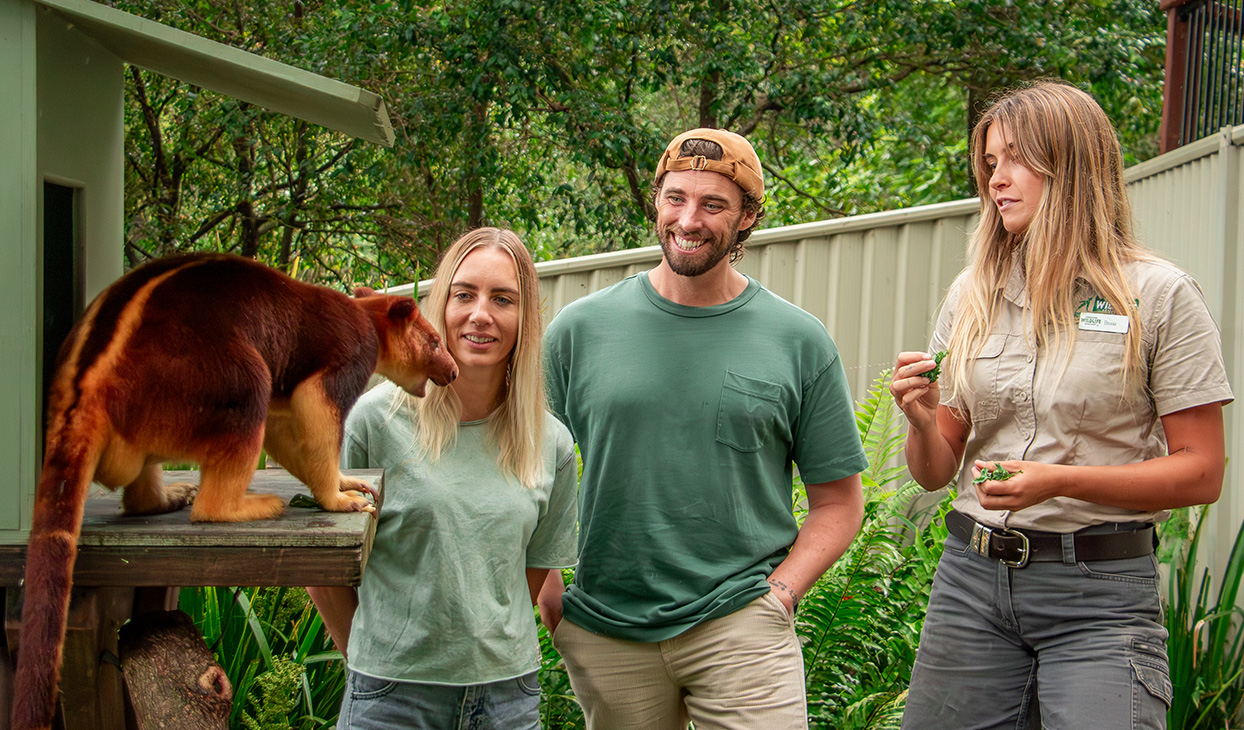 TREE_KANGAROO_2_1244x730.jpg