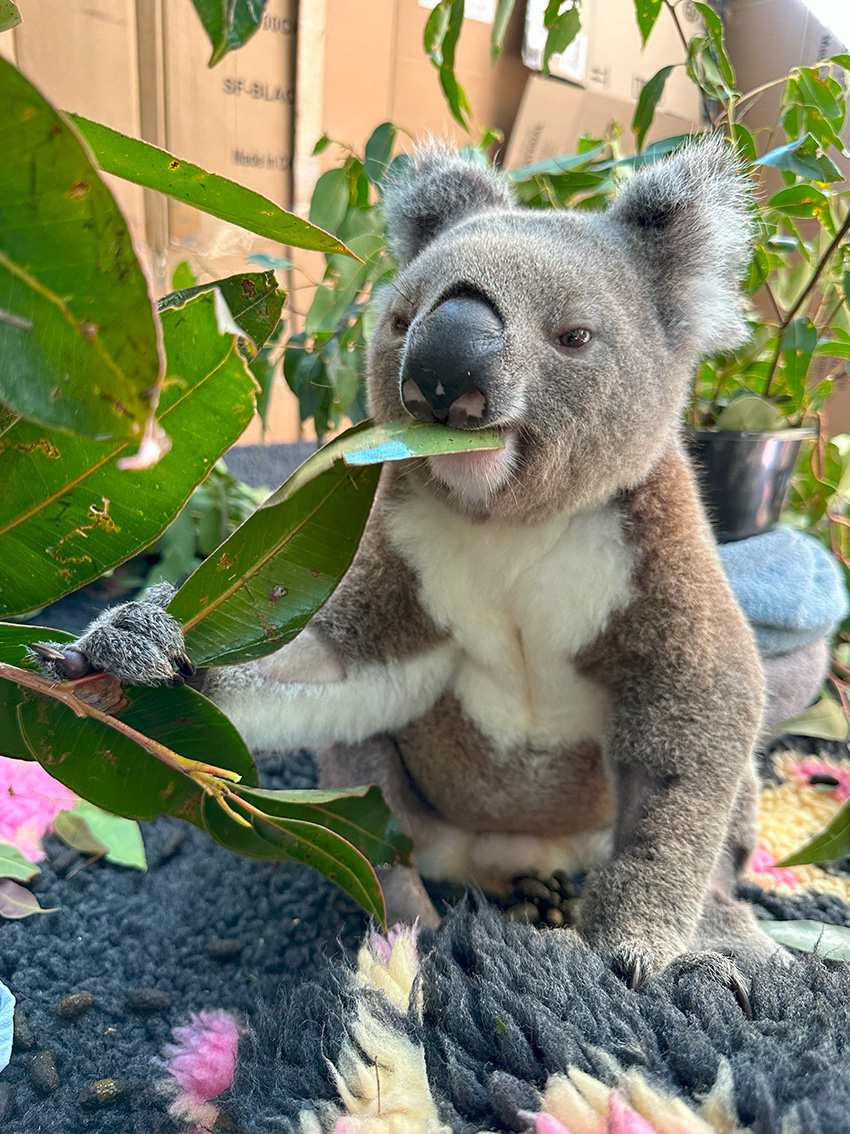 Here's Where Can You Meet or Cuddle a Koala in Queensland