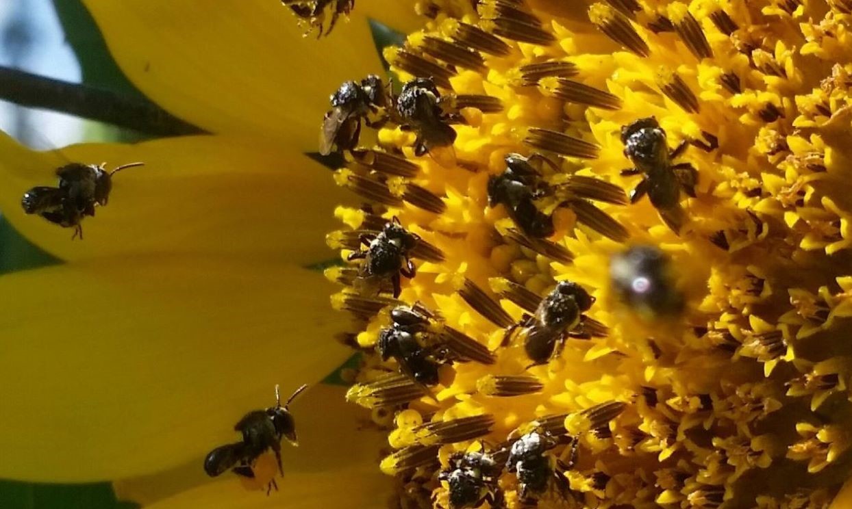 Native_bees_on_yellow_flower_Desktop.jpg