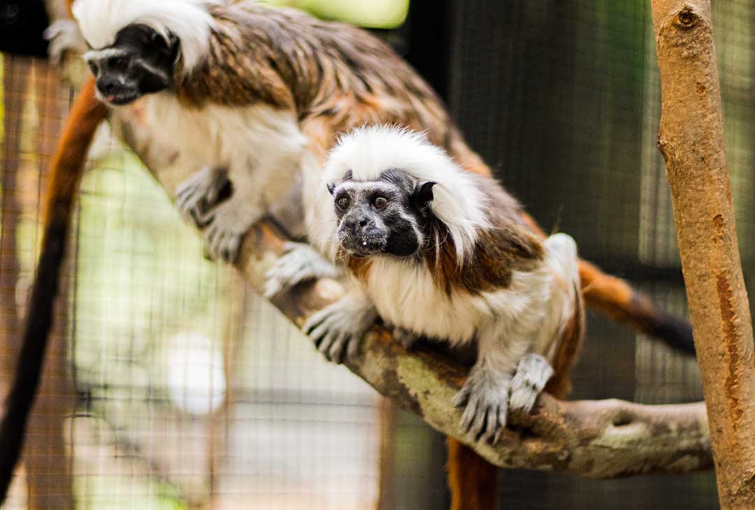 Cotton top Tamarin encounter 11080x730 mobile.jpg