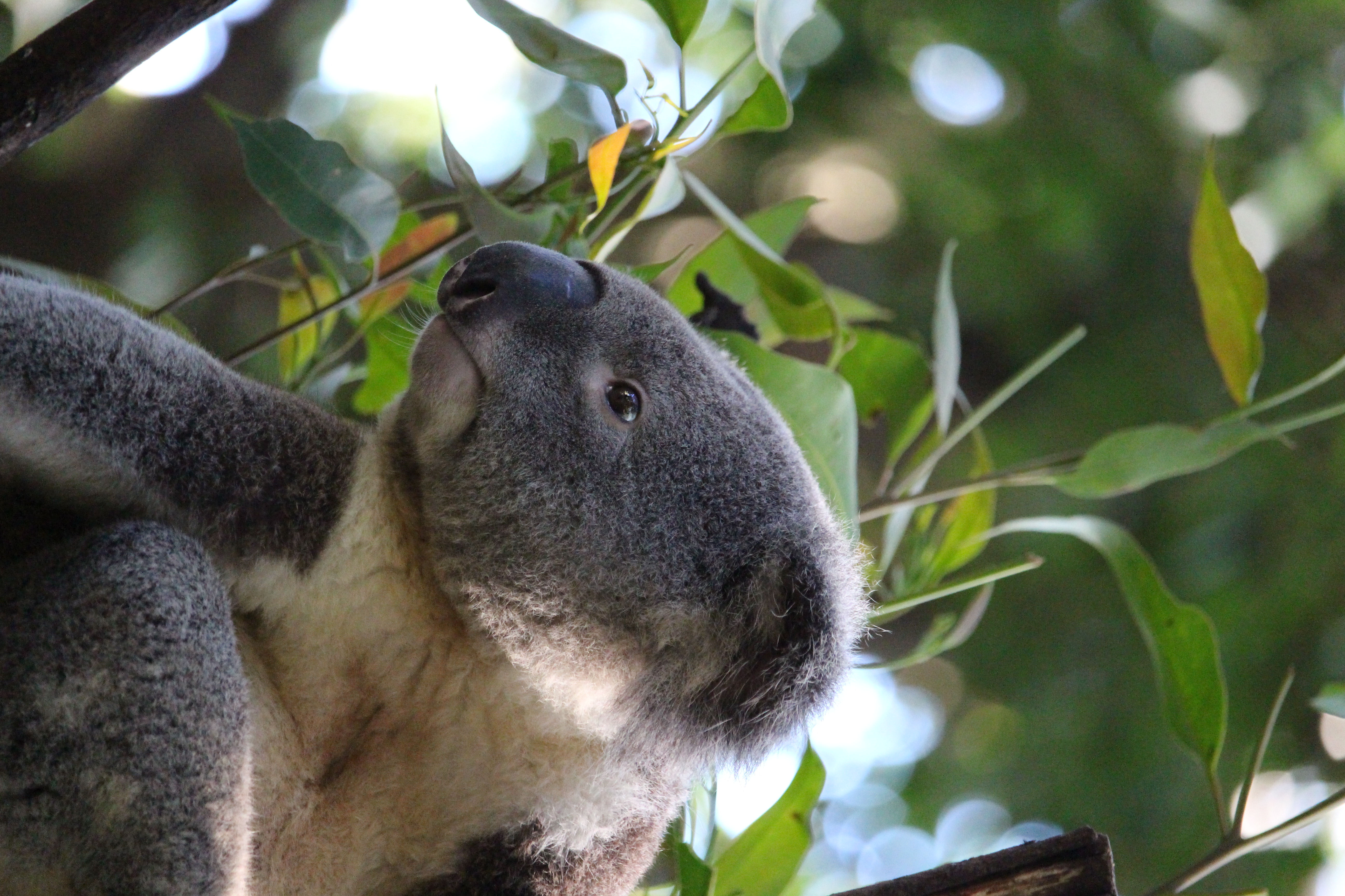 Friends of the Koala - Adopt a koala