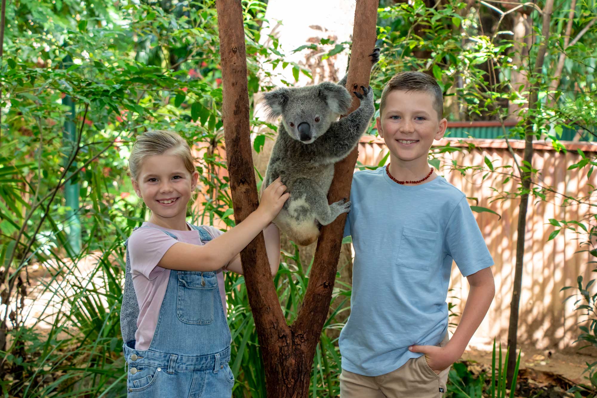 koala-photo-2024.jpg