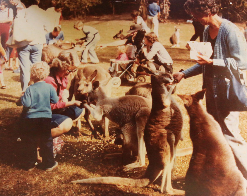 currumbin-kangaroos.JPG