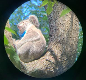 Cassidy Koala Research Elanora.png