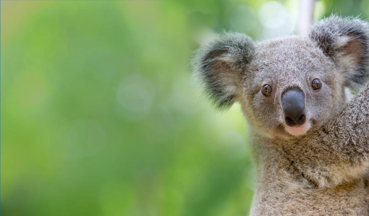 koala-experience-desk.jpg