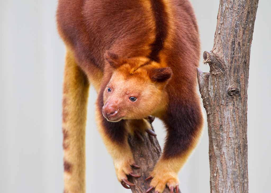 goodfellow tree kangaroo mobile 1024x730.jpg