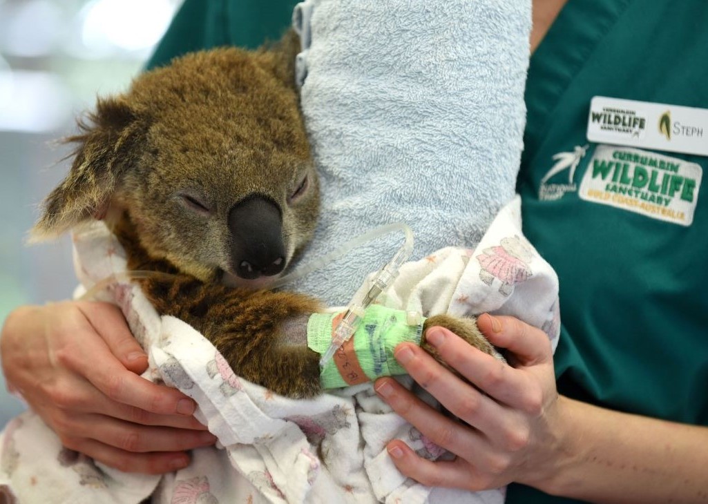 CWS_Hospital_Koala_Mobile.jpg