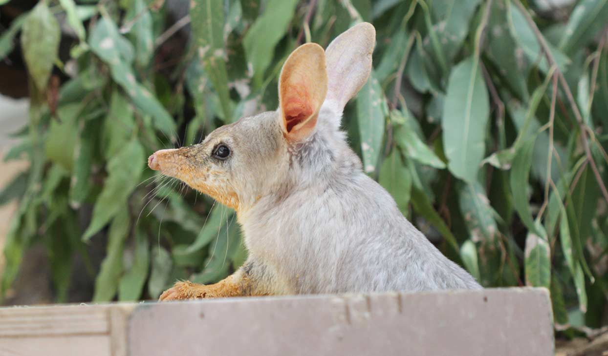 comp-bilby_1244_x_730.jpg