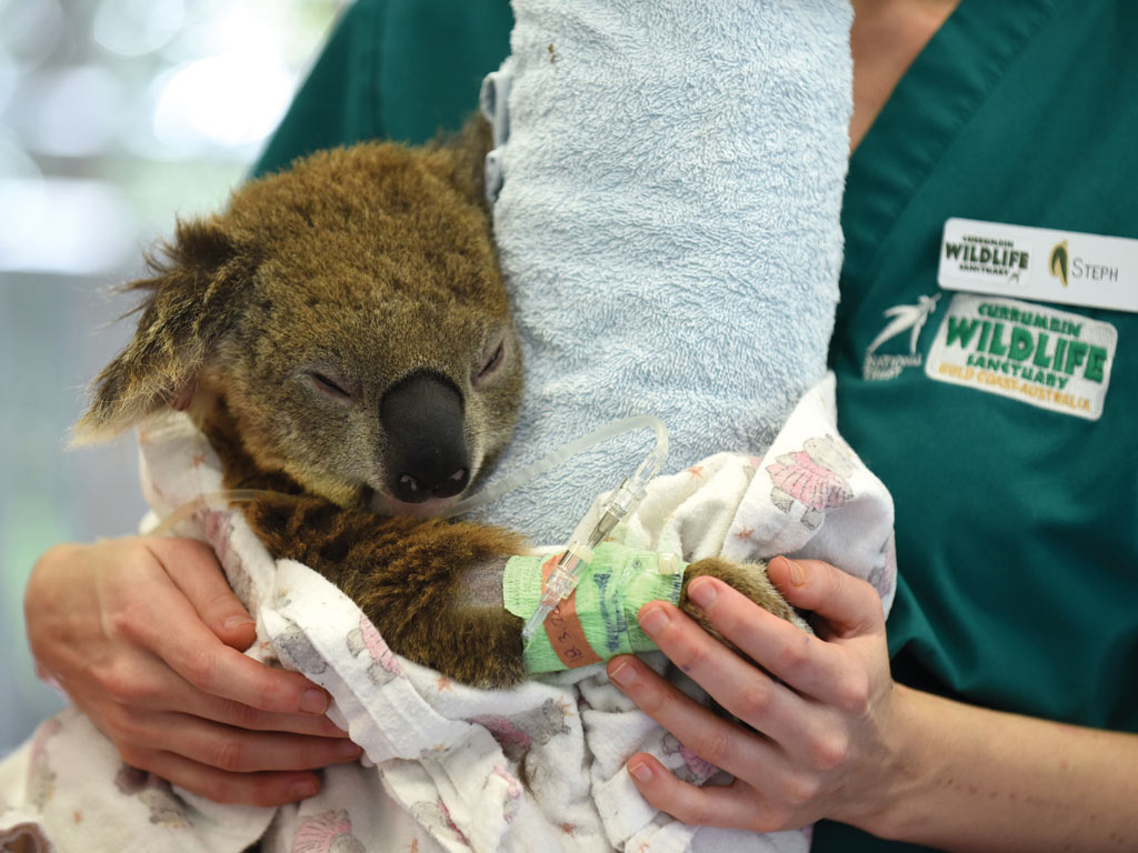 Unique wild rescue Koala 'Bear' – will now call Currumbin Wildlife