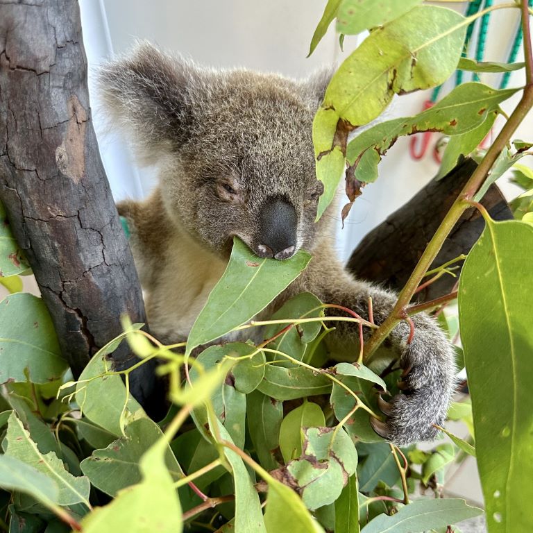 Save_the_Koala_Day_Blog_Thumbnail.jpg