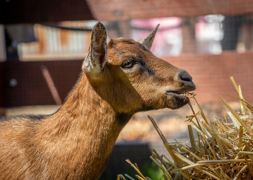 GOAT_ENCOUNTER_1024x730_2.jpg