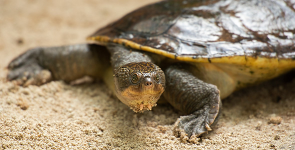 Mary_River_turtle_Conservation_Index.jpg